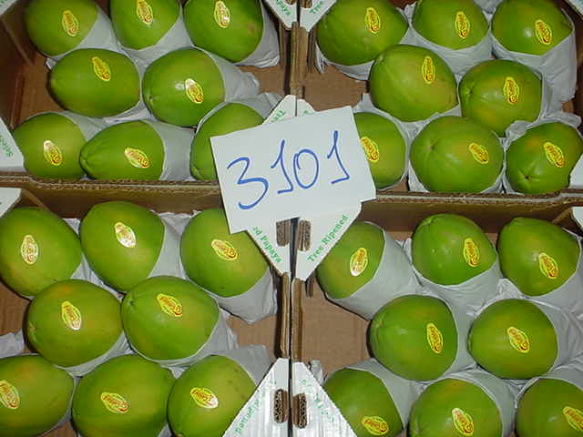 Papaya
